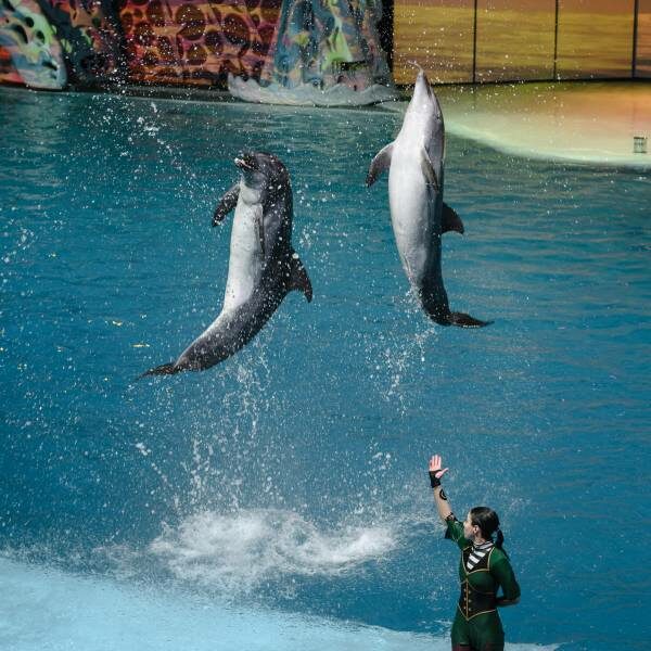 Шоу «Новогодний круиз» в Москвариуме