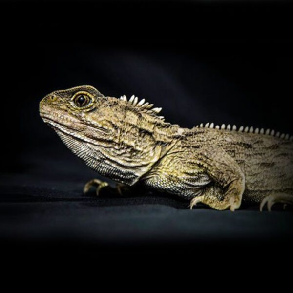 Выставка «Единственные в своем роде» в Дарвиновском музее