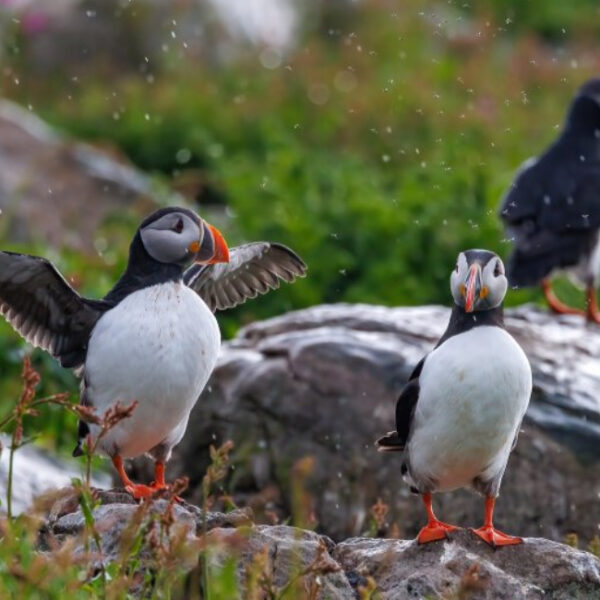Фотовыставка «Кандалакшский заповедник: животные арктических островов»
