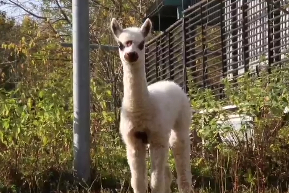 Детеныш альпаки родился в Московском зоопарке