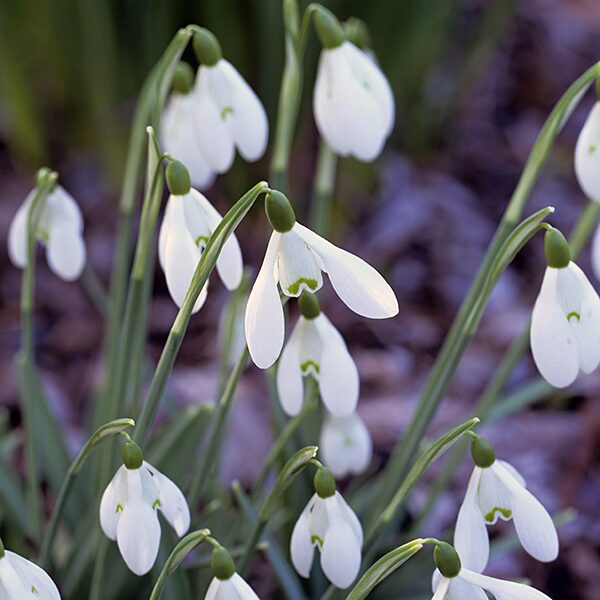 Спектакль «Двенадцать месяцев» в Театре Русской Драмы