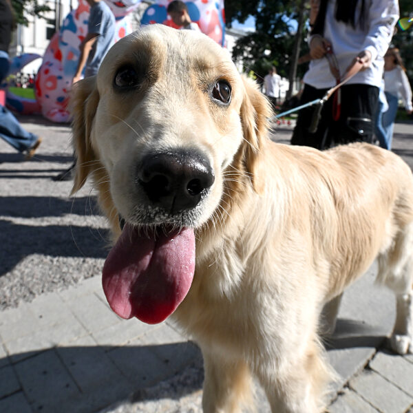 Фестиваль питомцев «Лучший друг»