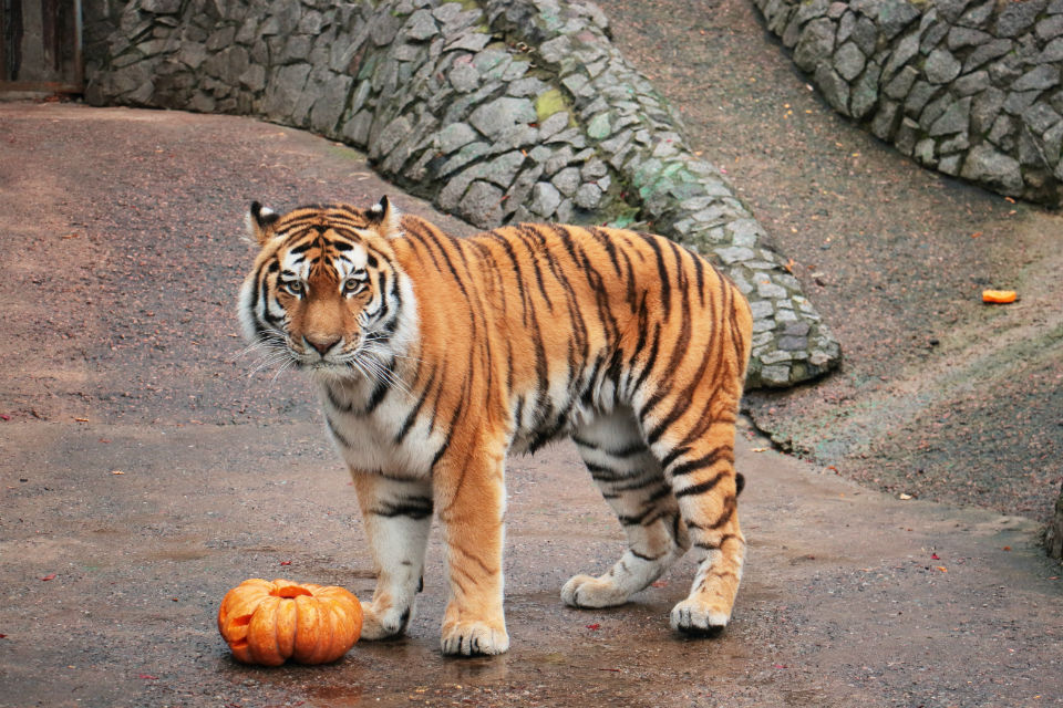 Куда сходить на выходные 10-11 октября: лучшие события