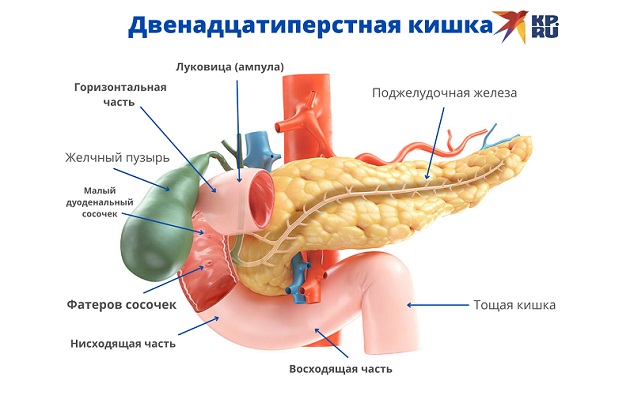 Двенадцатиперстная кишка