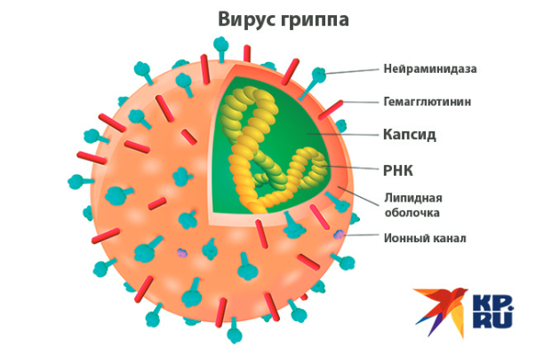 Вирус гриппа