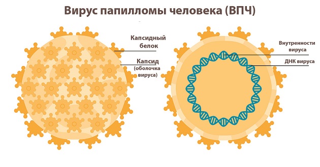 Вирус папилломы человека