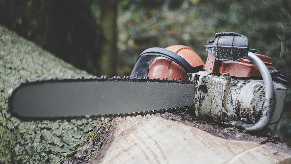 Jaké dřevo zvolit pro stavbu domu