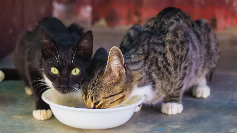 Бренд «Purina Veterinary Diets»