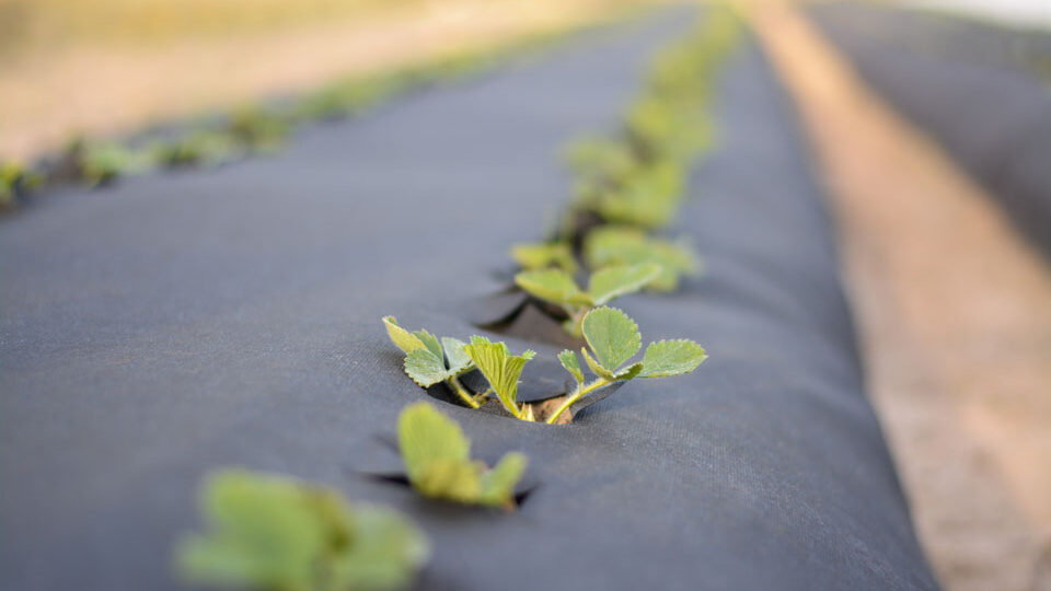 Лучшие укрывные материалы от сорняков