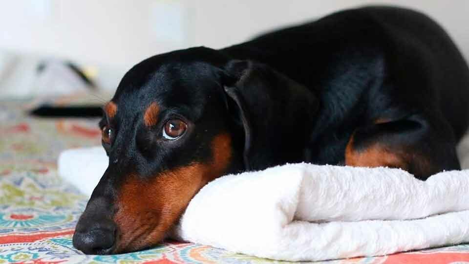 Лучшие таблетки от глистов для собак 2025