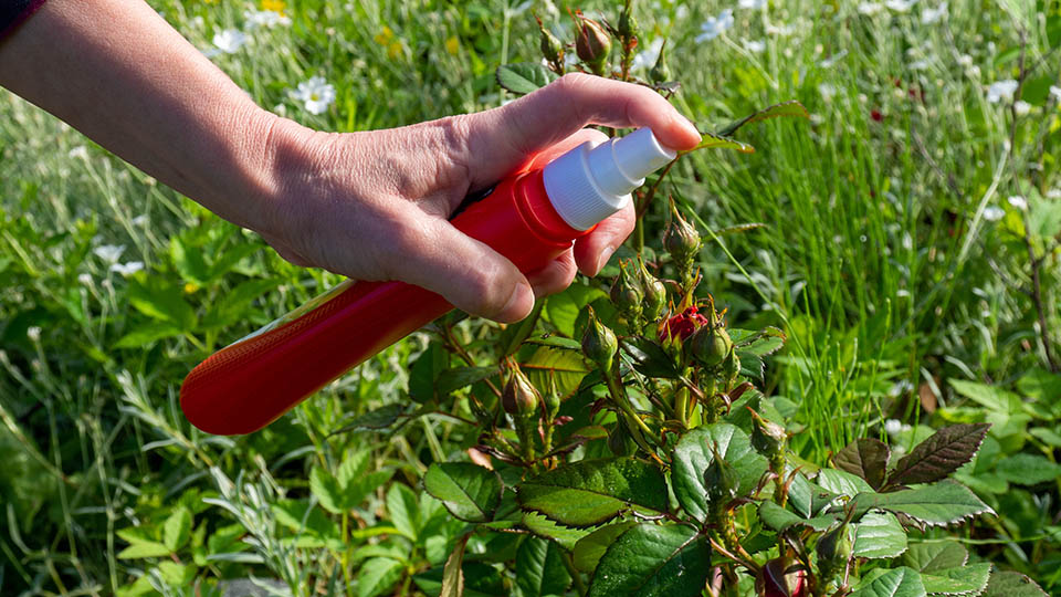 14 лучших средств от муравьев в 2025 году