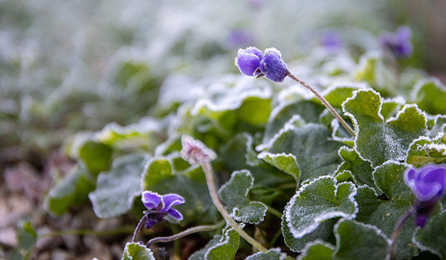 Лунный календарь на январь