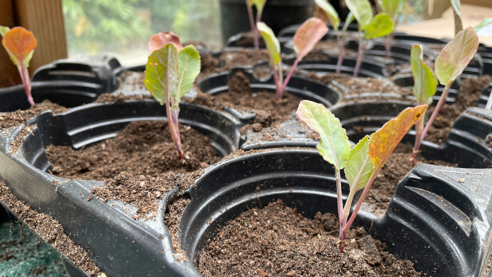 title-photo-in-kogda-sazhat-tsvetnuyu-kapustu-960x540-1 title-photo-in-kogda-sazhat-tsvetnuyu-kapustu-960x540-1