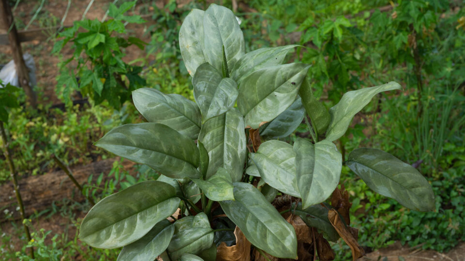 Aglaonema