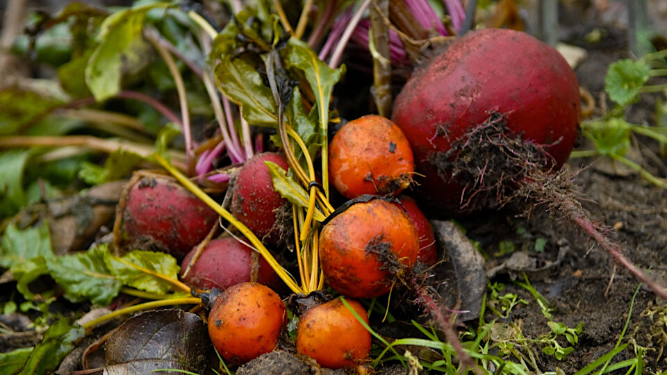 Лучшие сорта свеклы