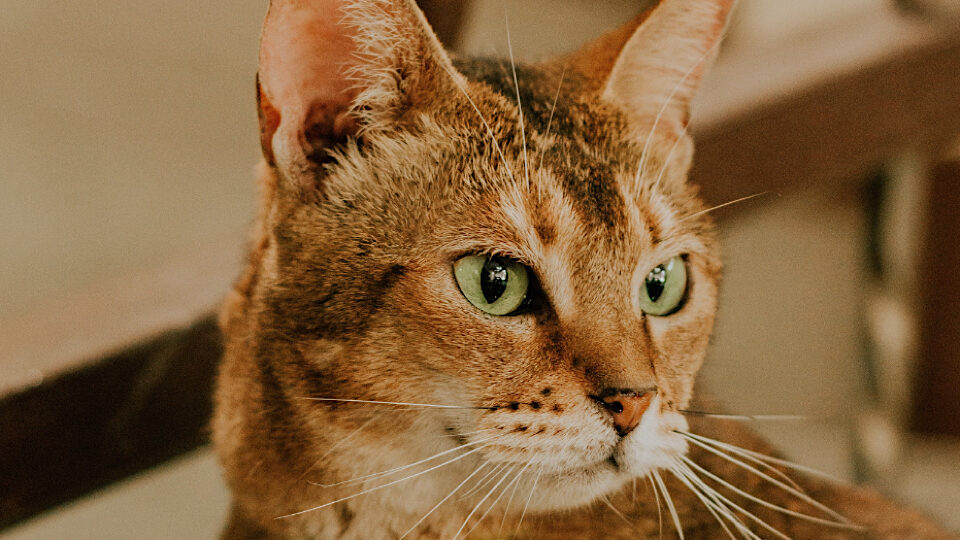 Сомалийская кошка