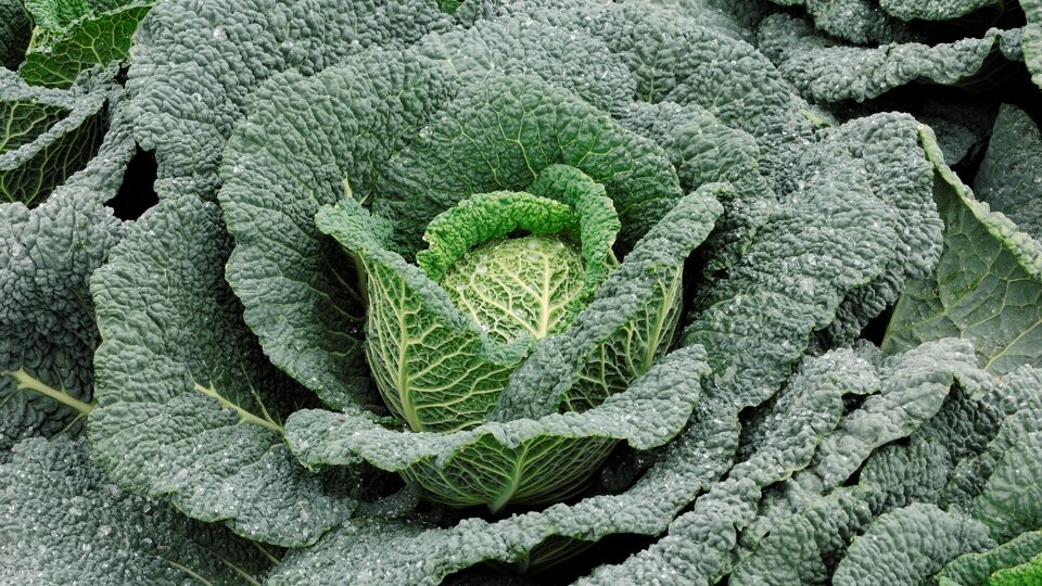 Савойская капуста: как вырастить хороший урожай