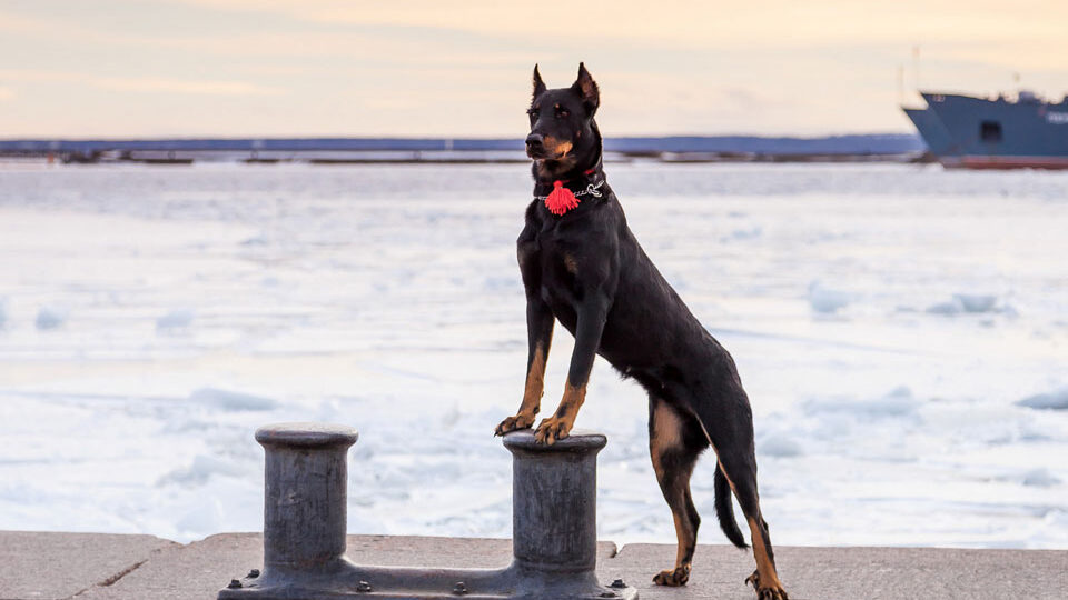 Босерон собака