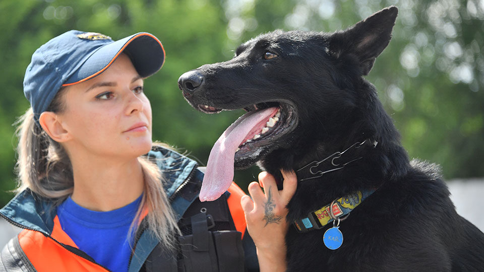 День кинолога в 2026 году: история и традиции праздника