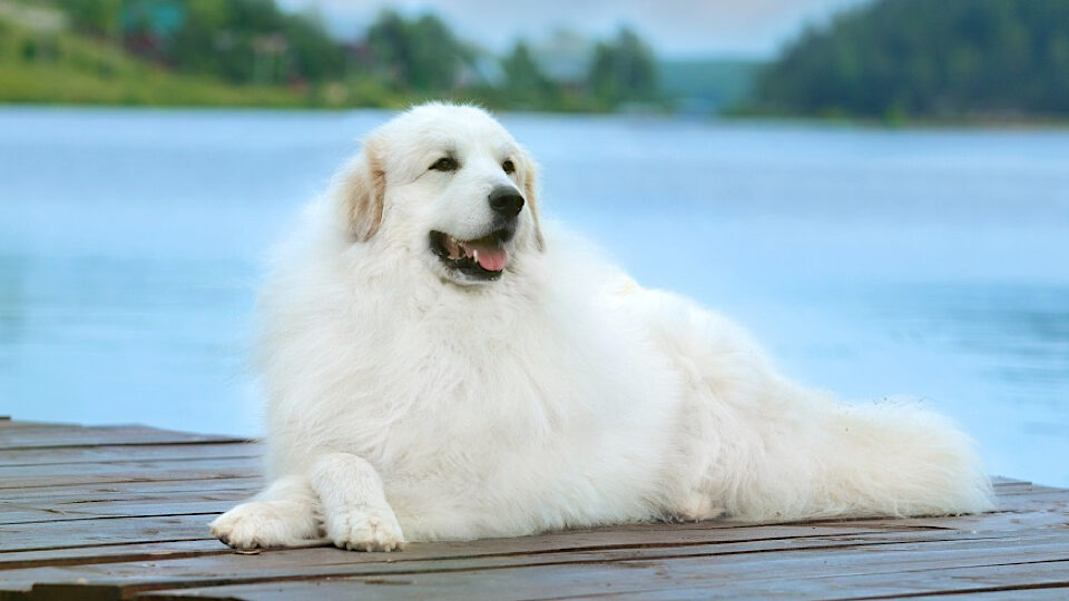 Пиренейская горная собака