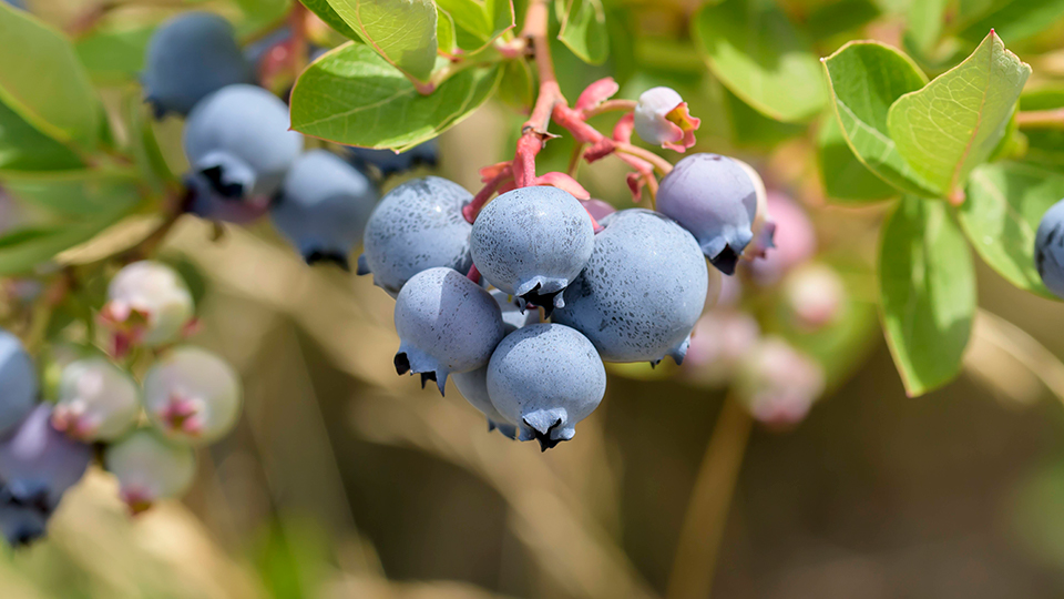 Посадка и выращивание голубики садовой - все, что вам нужно знать для успешного процесса Посадка и выращивание голубики садовой: основные особенности