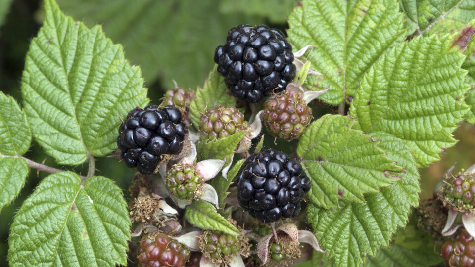 Ежевика: польза и вред для здоровья