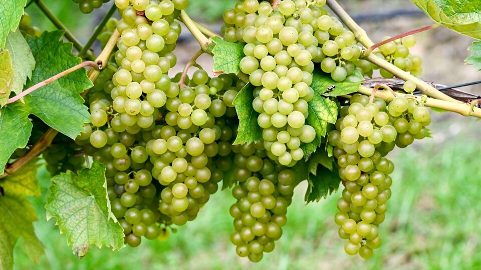 Подготовка винограда к зиме