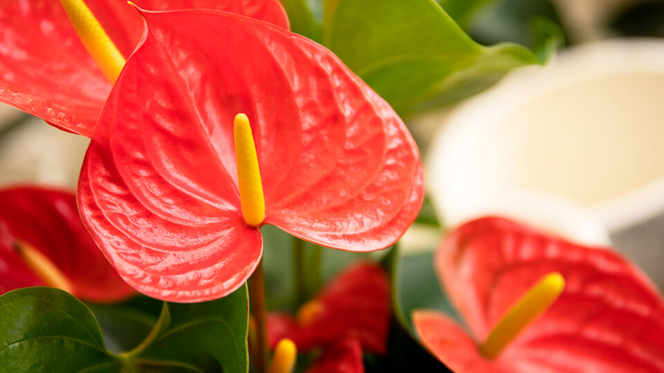 Anthurium (květinové mužské štěstí)