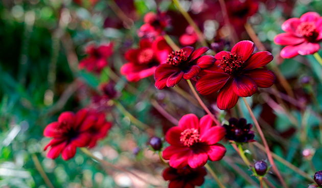 Космея кроваво-красная