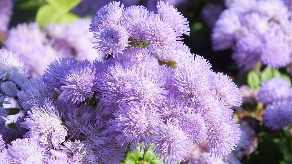 Ageratum