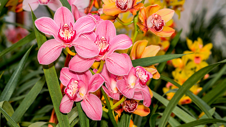 Цимбидиум (орхидея)