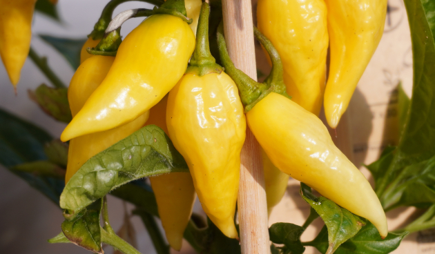 Сорта острого перца с описанием и фото