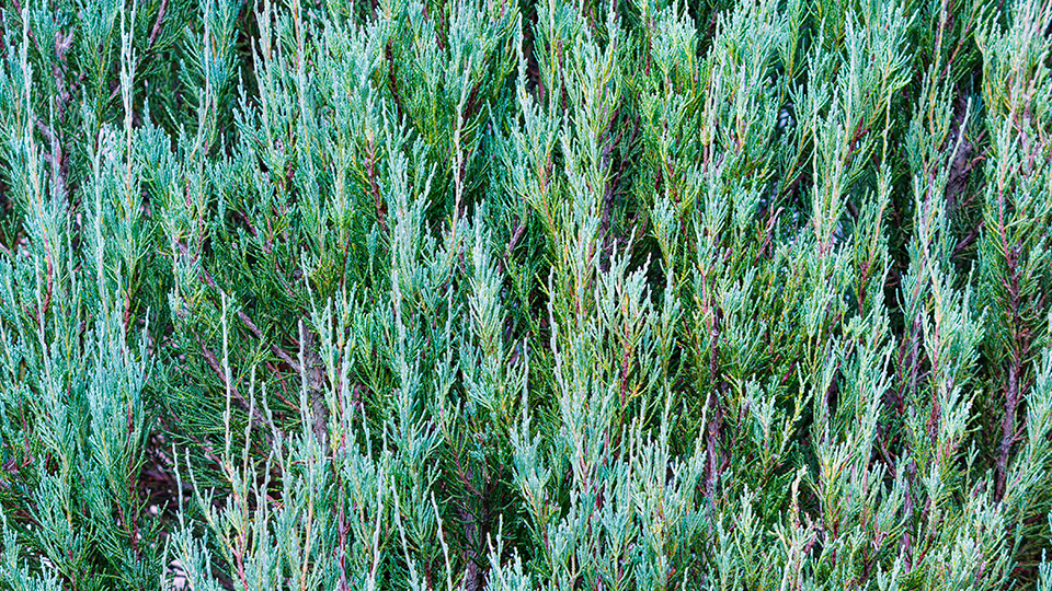 Можжевельник Блю Эрроу