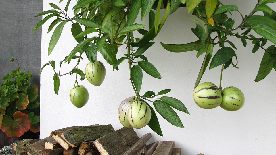 Пепино: как вырастить хороший урожай