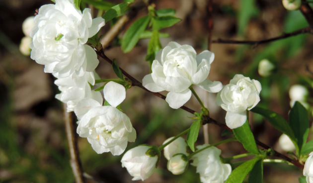 Описание миндального дерева с фото