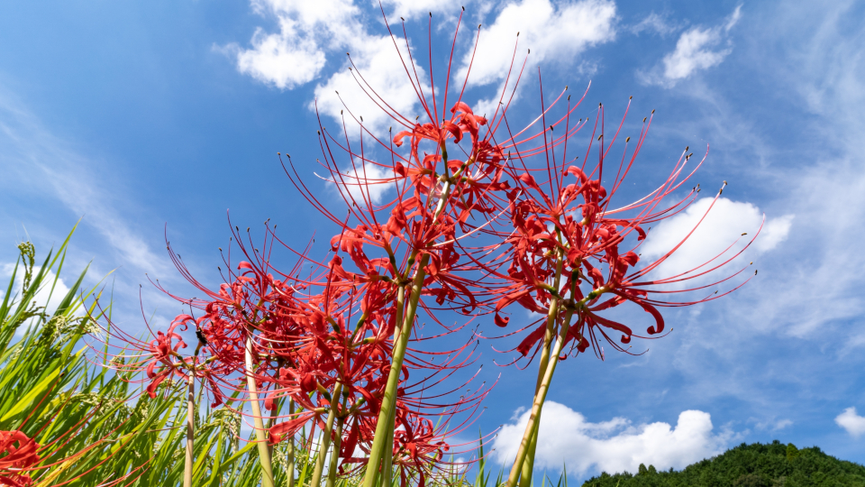 Ликорис цветок (паучья лилия)