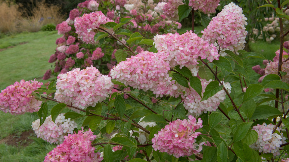 Гортензия Ванилла Фрейз