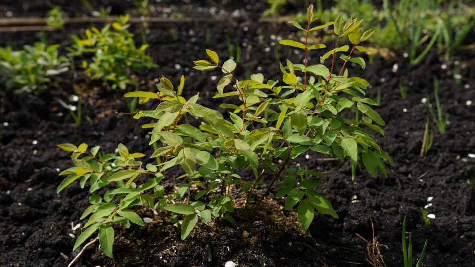 Как сажать жимолость в открытый грунт