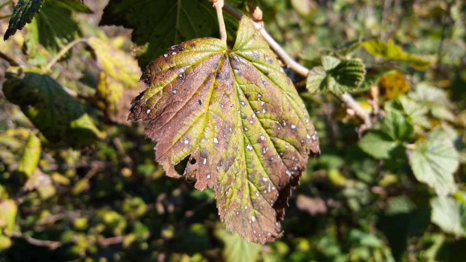 Антракноз смородины