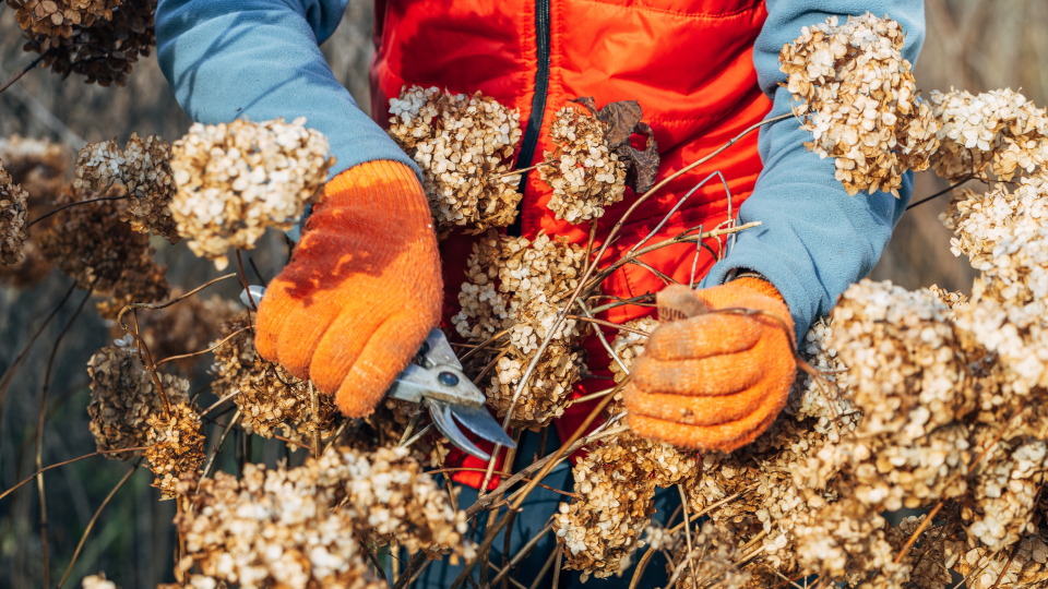 Обрезка гортензии осенью для начинающих в 2025 году