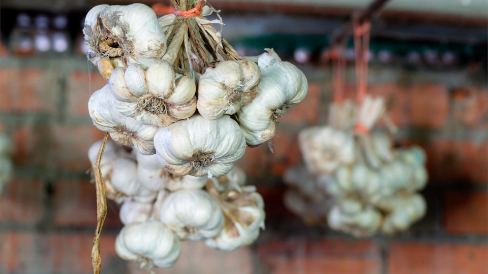 Уборка ярового, озимого чеснока на хранение на зиму в 2026 году