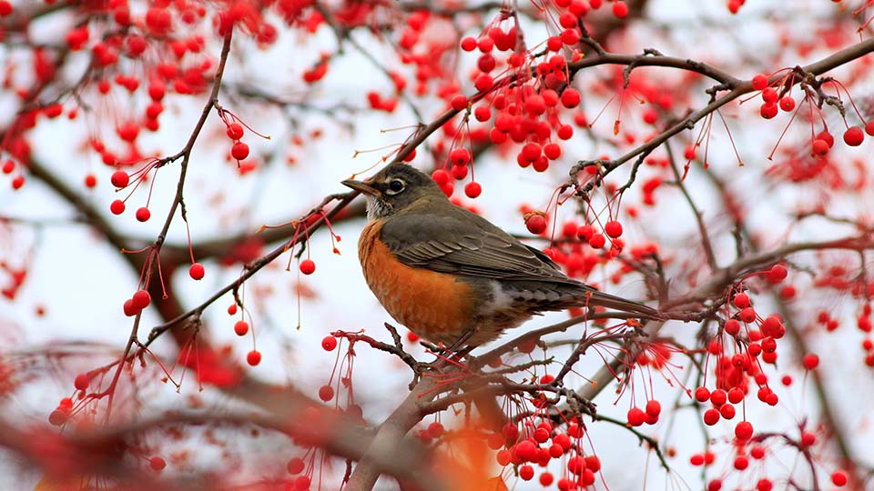 50+ народных примет и поверий о погоде в 2025 году