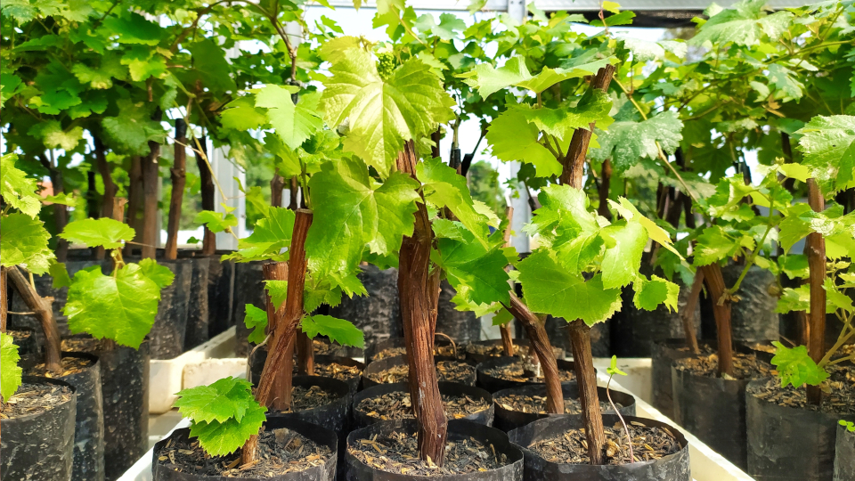 Посадка винограда осенью в открытый грунт в 2025 году