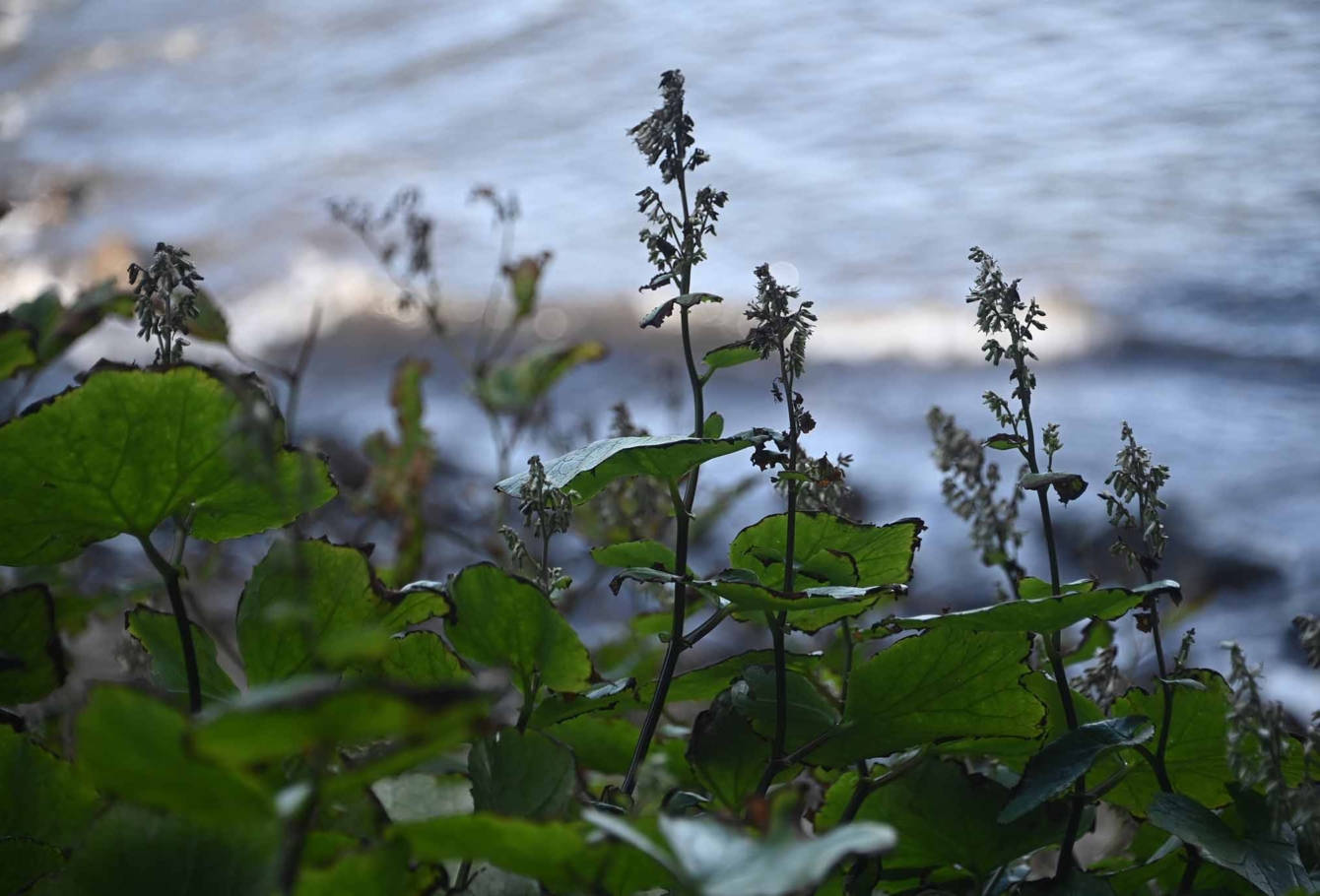 экспедиция на курилы VEL_3297