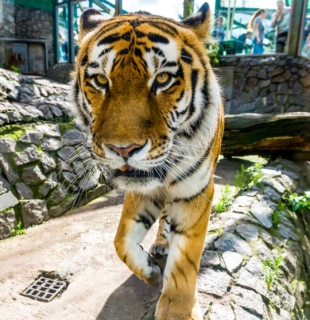 тигр в зоопарке
