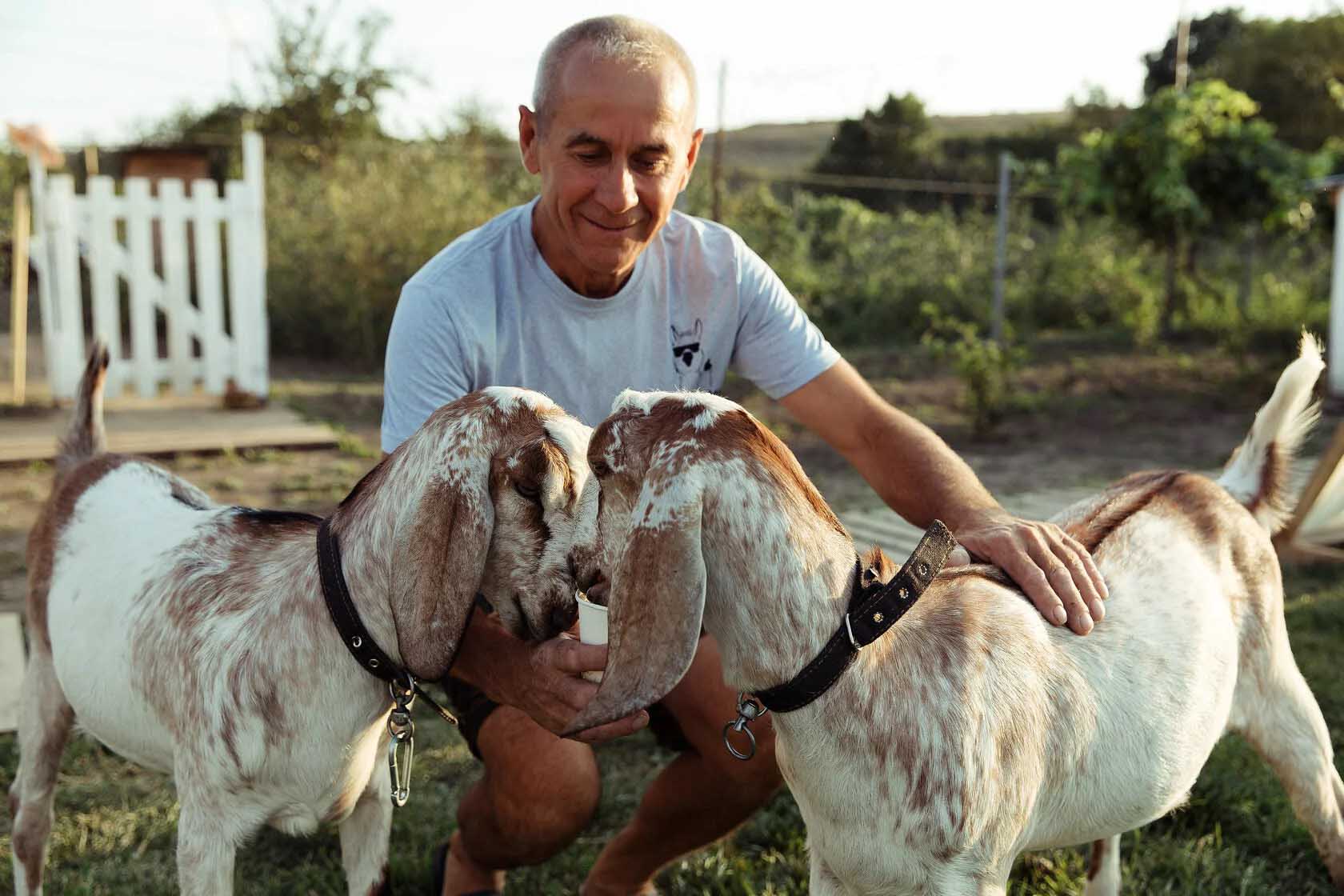 ферма альпак