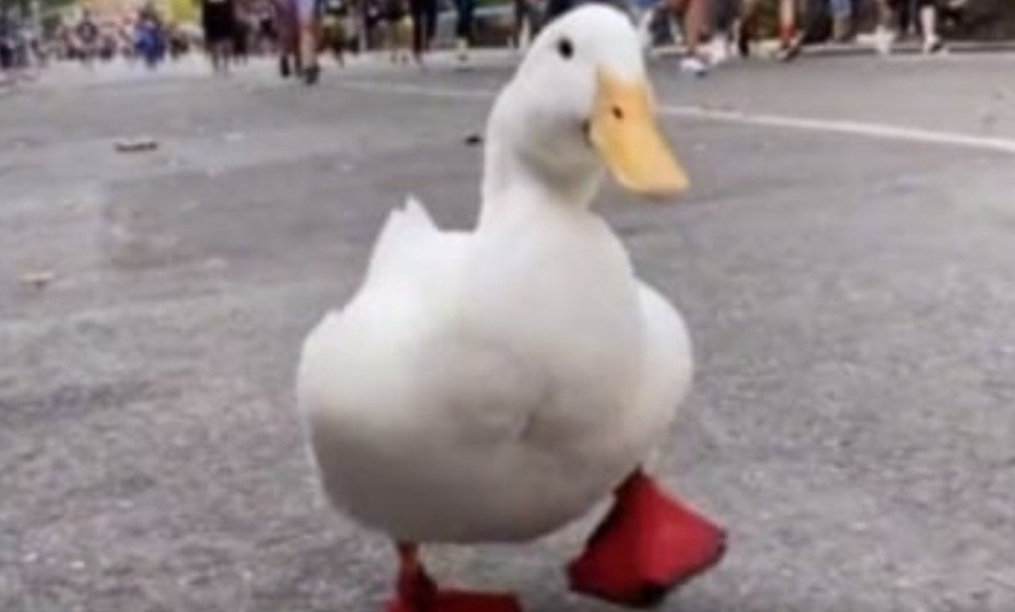 Утка по кличке Морщинка стала участницей марафона в Нью-Йорке. Фото: Скриншот
