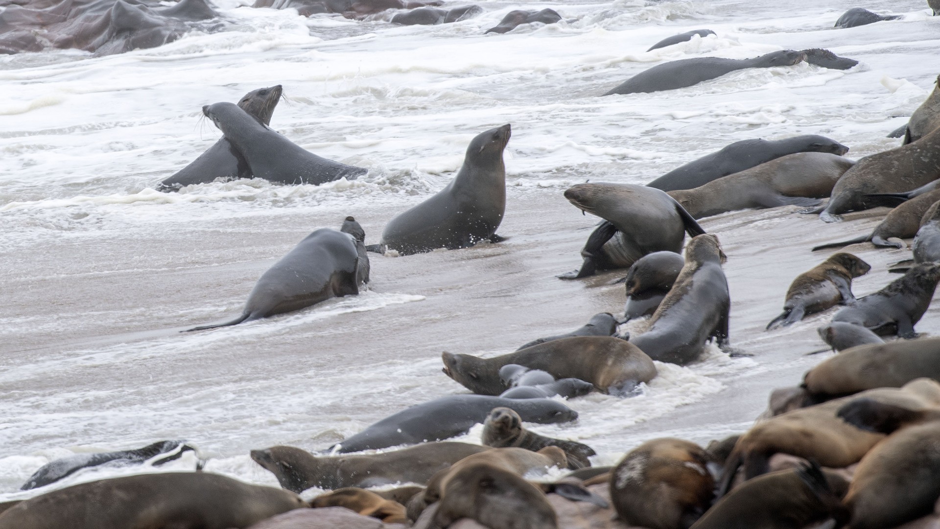 Морские котики в заповеднике Кейп-Кросс, Намибия.