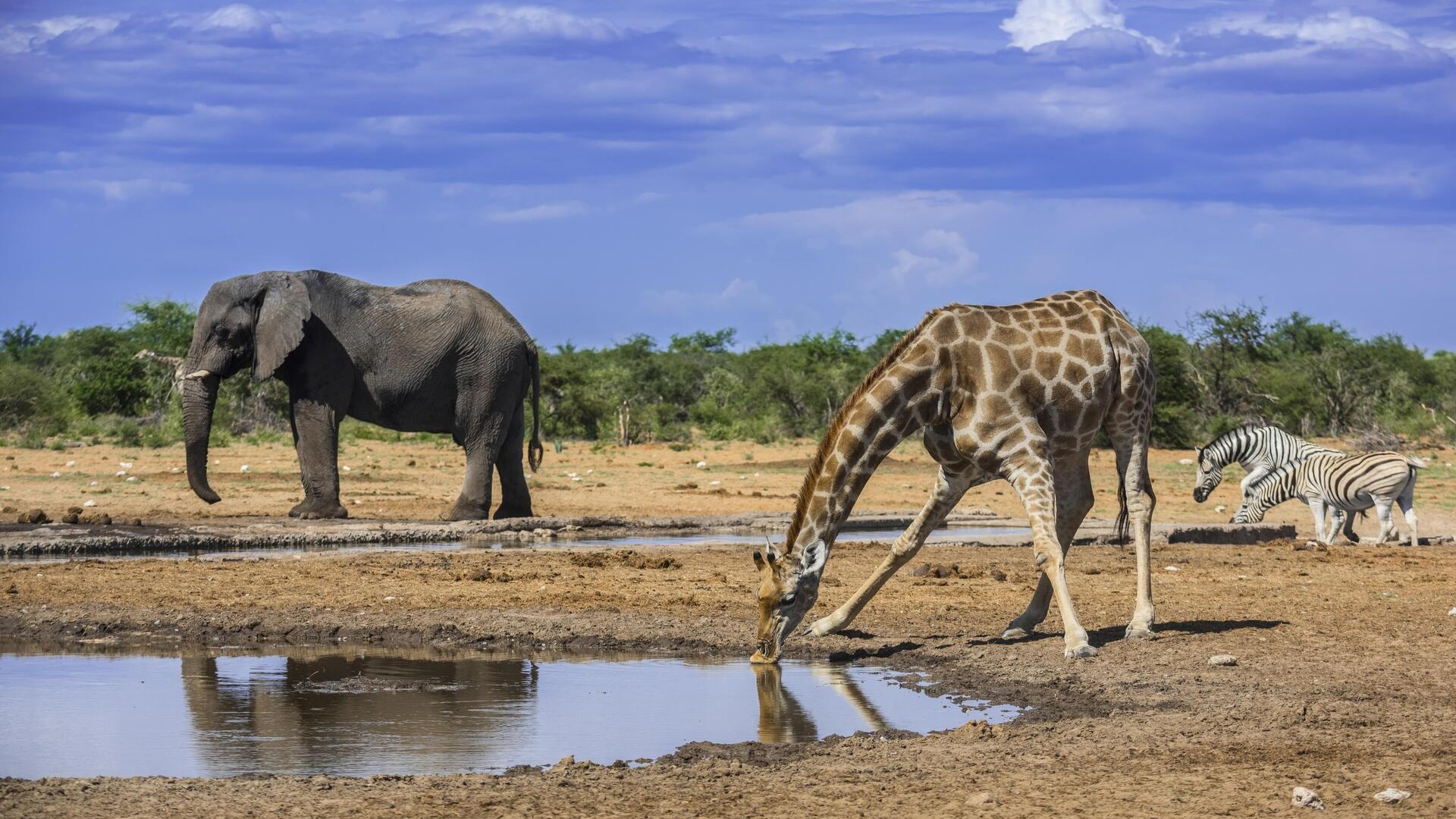 Жираф, слон и зебры в национальном парке Этоша.